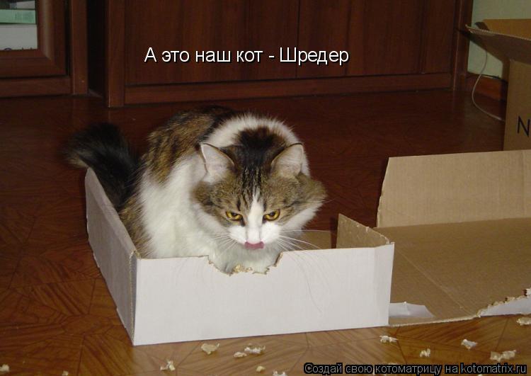 А это наш кот - Шредер... Котоматрица: А это наш кот - Шредер