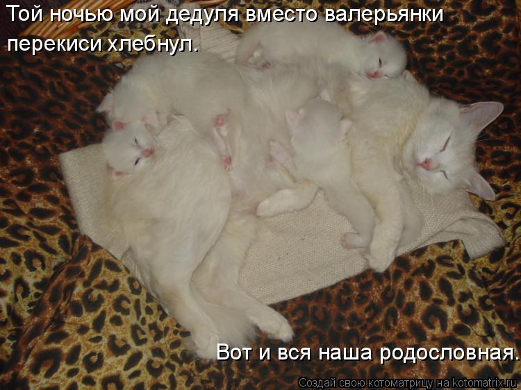 Той ночью мой дедуля вместо валерьянки перекиси хлебнул. Вот и вся наша родословная.... Котоматрица: Той ночью мой дедуля вместо валерьянки перекиси хлебнул. Вот и вся наша родословная.