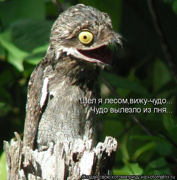 Шел я лесом,вижу-чудо... Чудо вылезло из пня...... Котоматрица: Шел я лесом,вижу-чудо... Чудо вылезло из пня...
