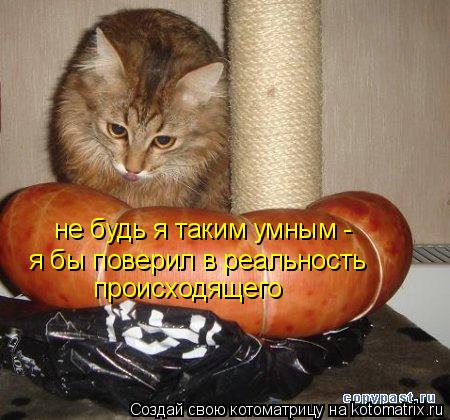 не будь я таким умным - я бы поверил в реальность происходящего... Котоматрица: не будь я таким умным - я бы поверил в реальность происходящего