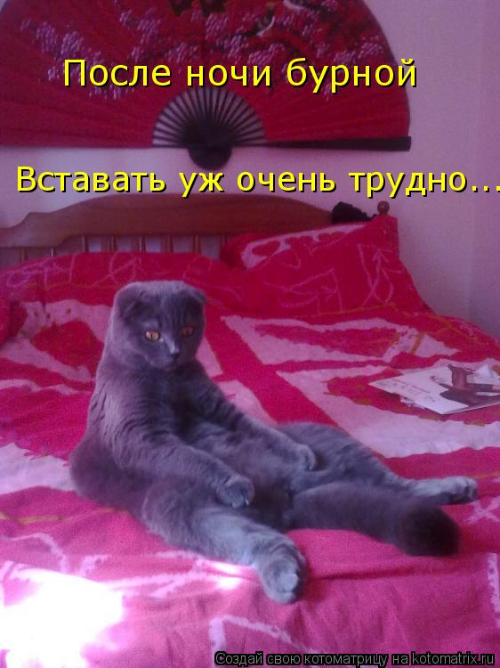 После ночи бурной Вставать уж очень трудно...... Котоматрица: После ночи бурной Вставать уж очень трудно...