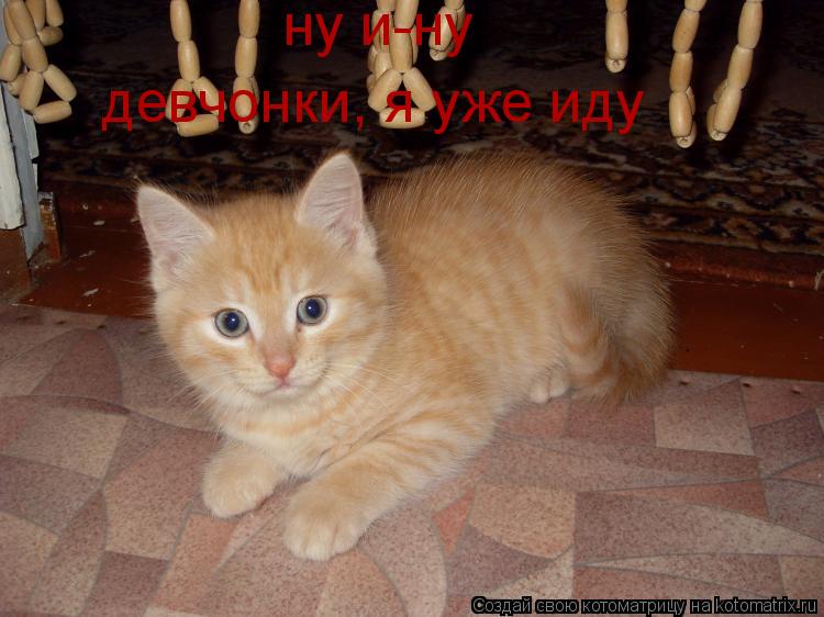 девчонки, я уже иду ну и-ну... Котоматрица: девчонки, я уже иду ну и-ну