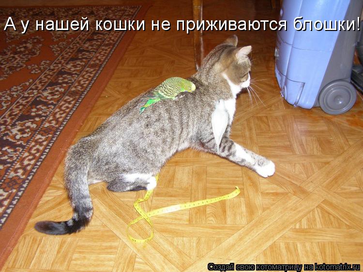 А у нашей кошки не приживаются блошки!... Котоматрица: А у нашей кошки не приживаются блошки!