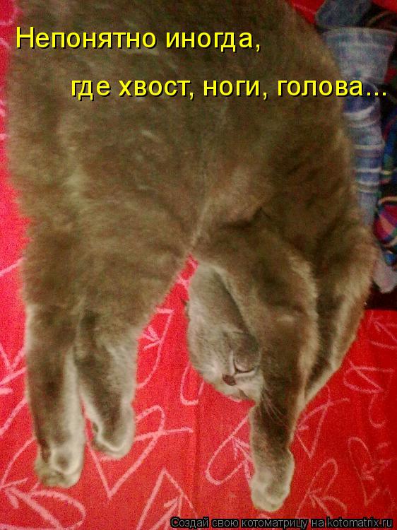 Непонятно иногда, где хвост, ноги, голова...... Котоматрица: Непонятно иногда, где хвост, ноги, голова...