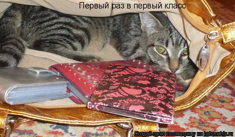 Первый раз в первый класс... Котоматрица: Первый раз в первый класс
