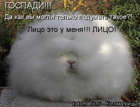 ГОСПАДИ!!! Да как вы могли только подумать такое?! Лицо это у меня!!! ЛИЦО!... Котоматрица: ГОСПАДИ!!! Да как вы могли только подумать такое?! Лицо это у меня!!! ЛИЦО!