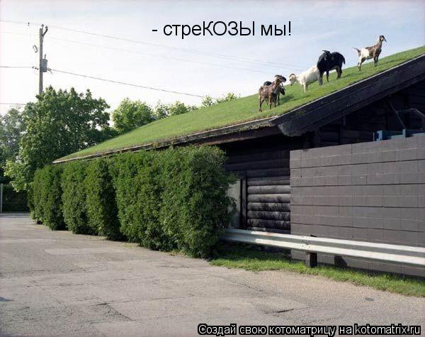 - стреКОЗЫ мы!... Котоматрица: - стреКОЗЫ мы!
