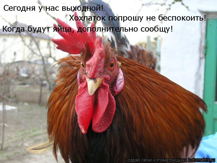 Сегодня у нас выходной! Хохлаток попрошу не беспокоить! Когда будут яйца, дополнительно сообщу!... Котоматрица: Сегодня у нас выходной! Хохлаток попрошу не беспокоить! Когда будут яйца, дополнительно сообщу!