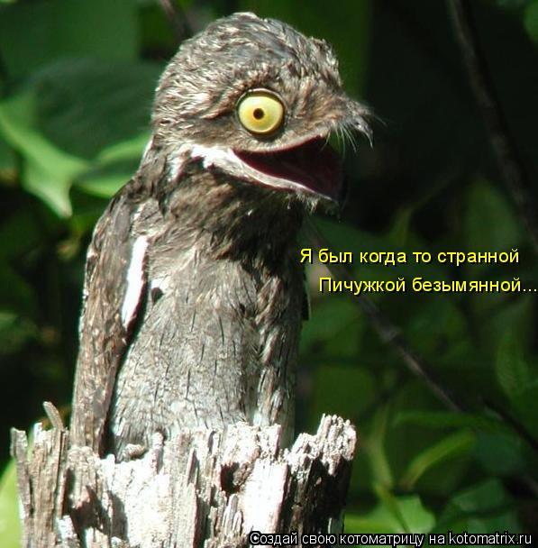 Я был когда то странной Пичужкой безымянной...... Котоматрица: Я был когда то странной Пичужкой безымянной...