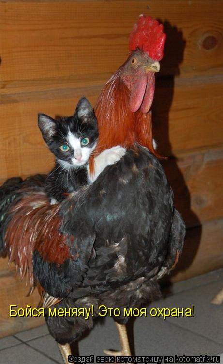 Бойся меняяу! Это моя охрана!... Котоматрица: Бойся меняяу! Это моя охрана!