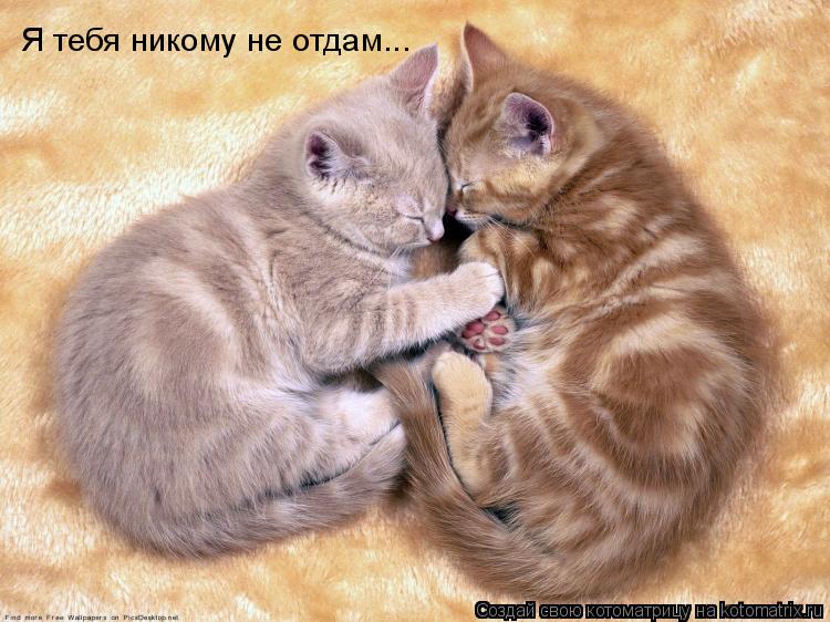 Я тебя никому не отдам...... Котоматрица: Я тебя никому не отдам...