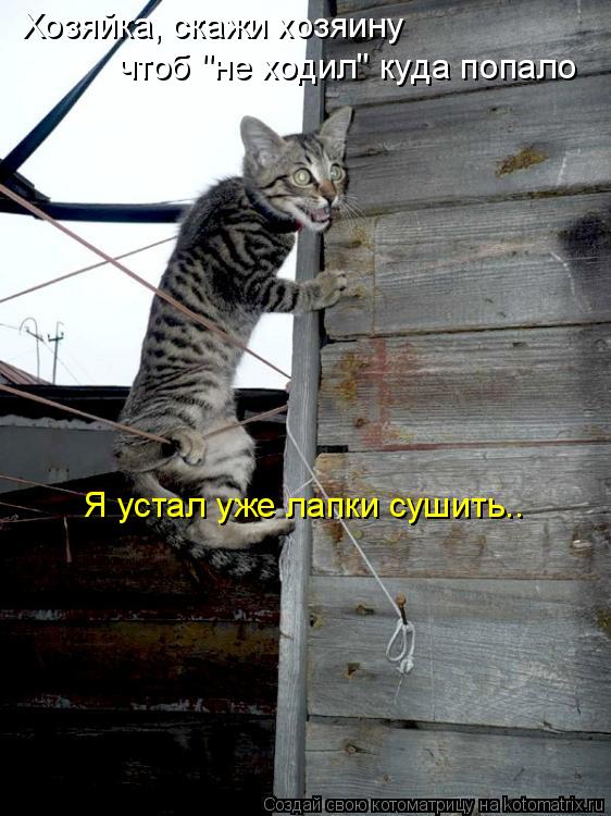 Хозяйка, скажи хозяину чтоб "не ходил" куда попало Я устал уже лапки сушить..... Котоматрица: Хозяйка, скажи хозяину чтоб "не ходил" куда попало Я устал уже лапки сушить..
