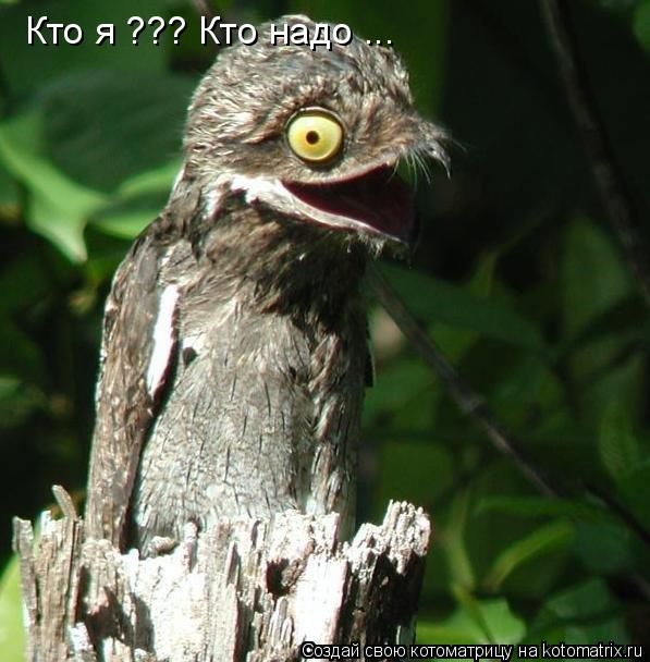 Кто я ??? Кто надо ...... Котоматрица: Кто я ??? Кто надо ...