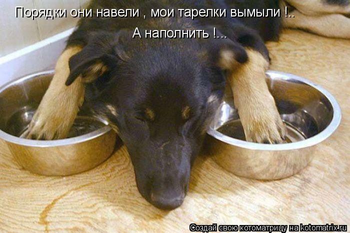 Порядки они навели , мои тарелки вымыли !.. А наполнить !...... Котоматрица: Порядки они навели , мои тарелки вымыли !.. А наполнить !...