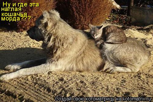 Ну и где эта наглая кошачья морда???... Котоматрица: Ну и где эта наглая кошачья морда???