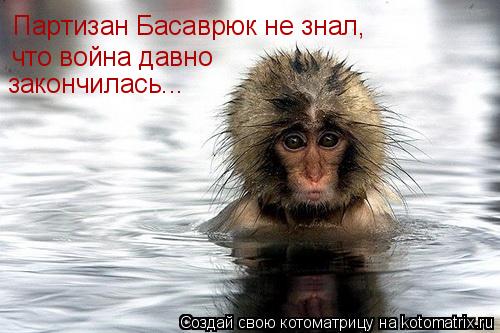 Партизан Басаврюк не знал, что война давно закончилась...... Котоматрица: Партизан Басаврюк не знал, что война давно закончилась...