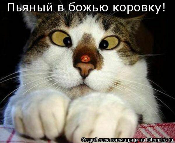 Пьяный в божью коровку!... Котоматрица: Пьяный в божью коровку!