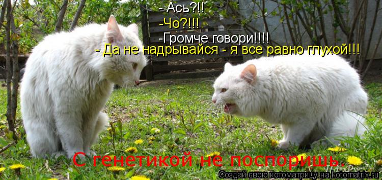 - Ась?!! -Чо?!!! -Громче говори!!!! - Да не надрывайся - я все равно глухой!!! С генетикой не поспори... Котоматрица: - Ась?!! -Чо?!!! -Громче говори!!!! - Да не надрывайся - я все равно глухой!!! С генетикой не поспоришь.