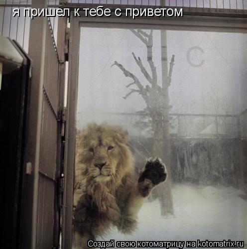 я пришел к тебе с приветом... Котоматрица: я пришел к тебе с приветом