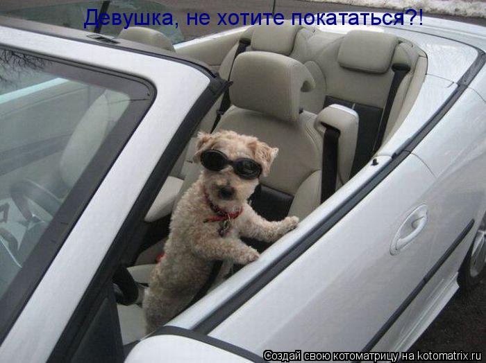 Девушка, не хотите покататься?!... Котоматрица: Девушка, не хотите покататься?!