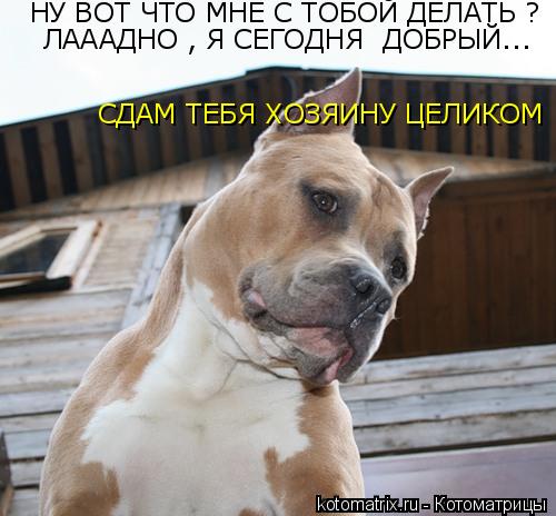 НУ ВОТ ЧТО МНЕ С ТОБОЙ ДЕЛАТЬ ? ЛАААДНО , Я СЕГОДНЯ ДОБРЫЙ... СДАМ ТЕБЯ ХОЗЯИНУ ЦЕЛИКОМ... Котоматрица: НУ ВОТ ЧТО МНЕ С ТОБОЙ ДЕЛАТЬ ? ЛАААДНО , Я СЕГОДНЯ ДОБРЫЙ... СДАМ ТЕБЯ ХОЗЯИНУ ЦЕЛИКОМ