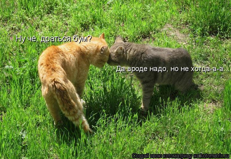Ну чё, драться бум? Да вроде надо, но не хотца-а-а...... Котоматрица: Ну чё, драться бум? Да вроде надо, но не хотца-а-а...