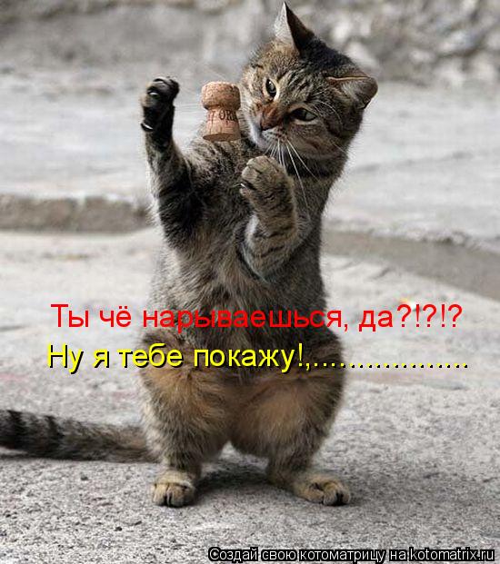 Ты чё нарываешься, да?!?!? Ну я тебе покажу!,..................... Котоматрица: Ты чё нарываешься, да?!?!? Ну я тебе покажу!,..................
