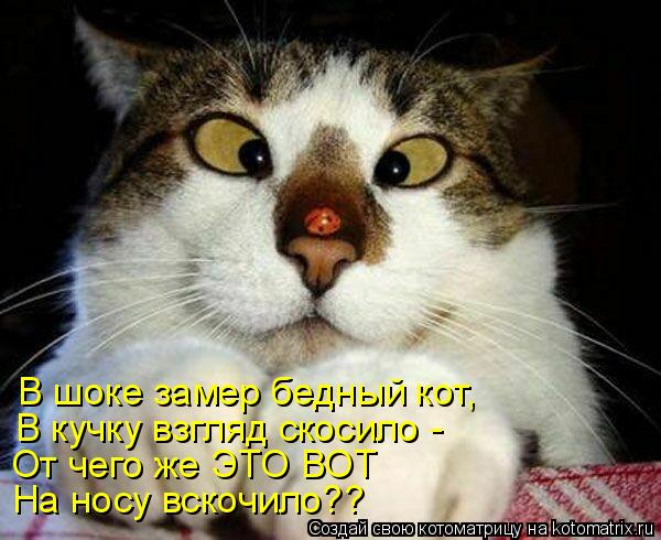 Котоматрица: В шоке замер бедный кот, В кучку взгляд скосило - От чего же ЭТО ВОТ На носу вскочило??