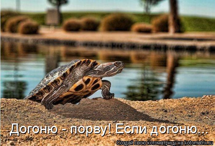 Котоматрица: Догоню - порву! Если догоню...