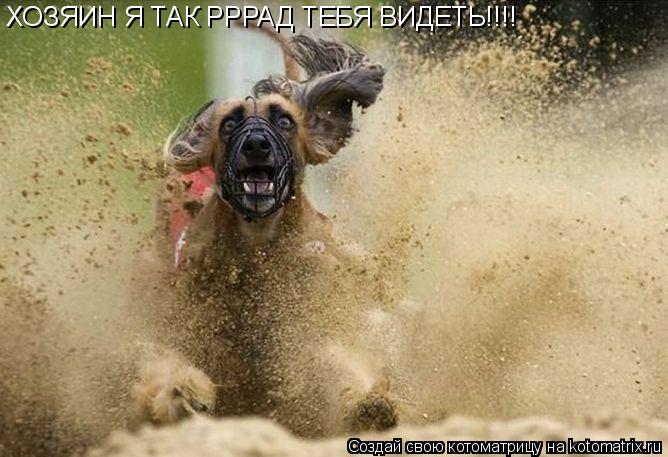 ХОЗЯИН Я ТАК РРРАД ТЕБЯ ВИДЕТЬ!!!!... Котоматрица: ХОЗЯИН Я ТАК РРРАД ТЕБЯ ВИДЕТЬ!!!!
