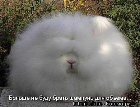Больше не буду брать шампунь для объема...... Котоматрица: Больше не буду брать шампунь для объема...