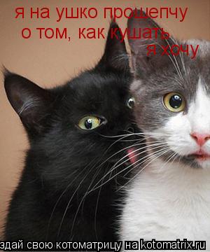 я на ушко прошепчу о том, как кушать я хочу... Котоматрица: я на ушко прошепчу о том, как кушать я хочу