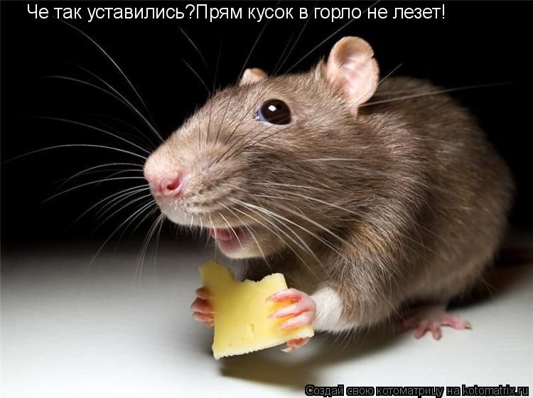 Че так уставились?Прям кусок в горло не лезет!... Котоматрица: Че так уставились?Прям кусок в горло не лезет!
