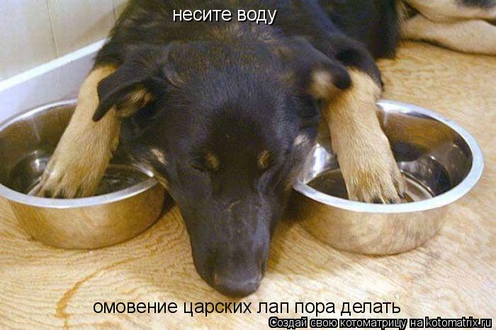 несите воду омовение царских лап пора делать... Котоматрица: несите воду омовение царских лап пора делать