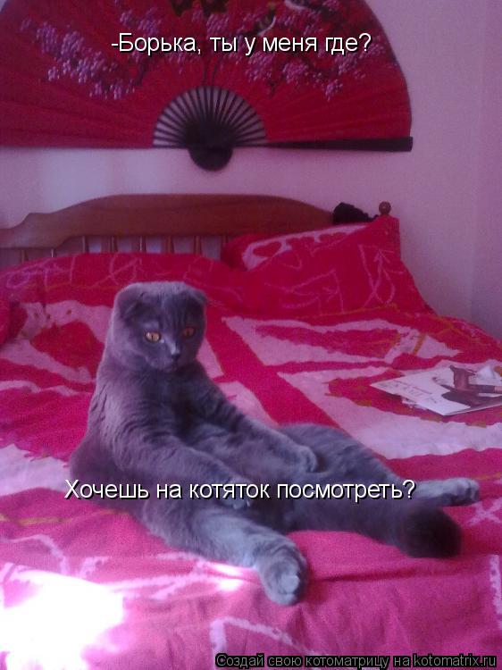 -Борька, ты у меня где? Хочешь на котяток посмотреть?... Котоматрица: -Борька, ты у меня где? Хочешь на котяток посмотреть?