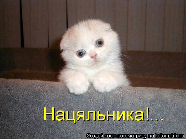 Нацяльника!...... Котоматрица: Нацяльника!...