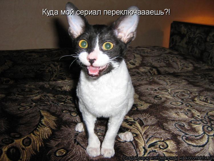 Куда мой сериал переключаааешь?!... Котоматрица: Куда мой сериал переключаааешь?!