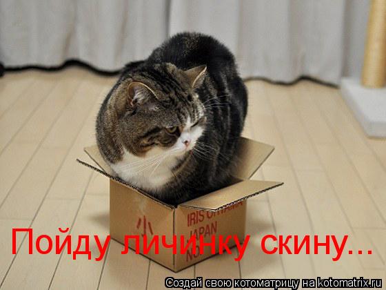 Пойду личинку скину...... Котоматрица: Пойду личинку скину...