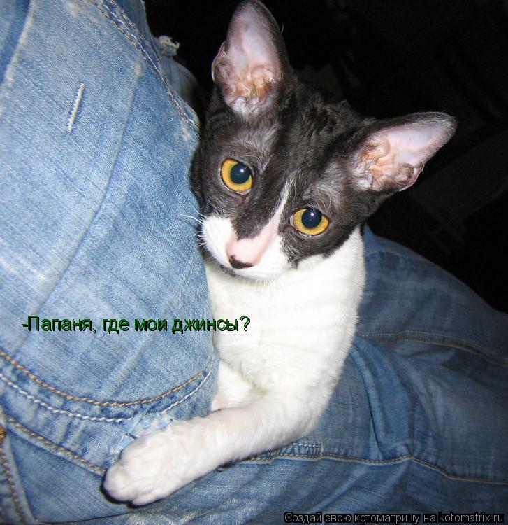-Папаня, где мои джинсы?... Котоматрица: -Папаня, где мои джинсы?