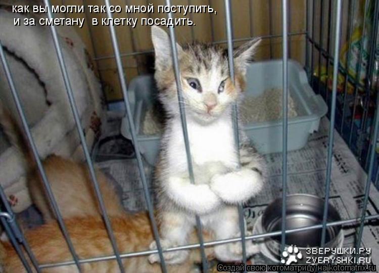 как вы могли так со мной поступить, и за сметану в клетку посадить.... Котоматрица: как вы могли так со мной поступить, и за сметану в клетку посадить.