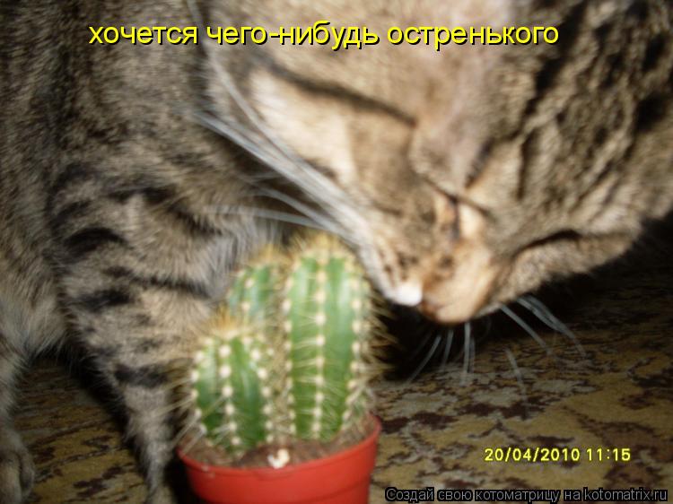 хочется чего-нибудь остренького... Котоматрица: хочется чего-нибудь остренького