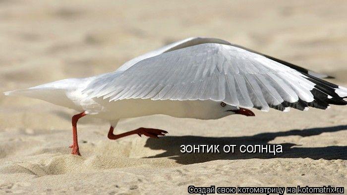 зонтик от солнца... Котоматрица: зонтик от солнца