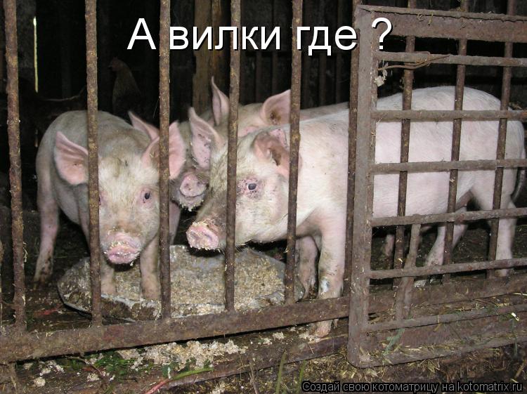 А вилки где ?... Котоматрица: А вилки где ?