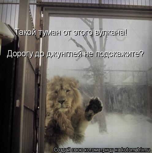 Такой туман от этого вулкана! Дорогу до джунглей не подскажите?... Котоматрица: Такой туман от этого вулкана! Дорогу до джунглей не подскажите?