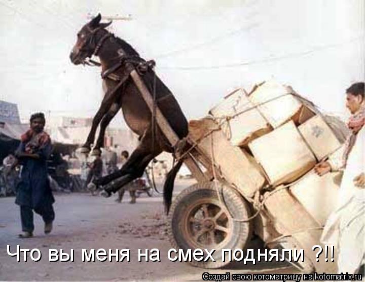 Что вы меня на смех подняли ?!!... Котоматрица: Что вы меня на смех подняли ?!!