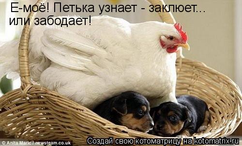 Е-моё! Петька узнает - заклюет... или забодает!... Котоматрица: Е-моё! Петька узнает - заклюет... или забодает!