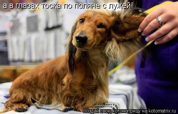 а в глазах тоска по поляне с лужей!... Котоматрица: а в глазах тоска по поляне с лужей!