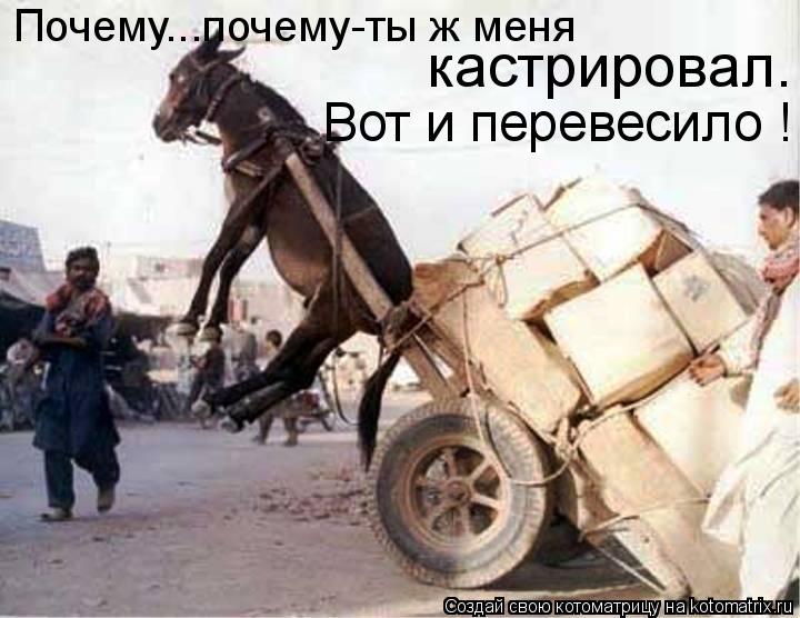 Почему...почему-ты ж меня кастрировал. Вот и перевесило !... Котоматрица: Почему...почему-ты ж меня кастрировал. Вот и перевесило !
