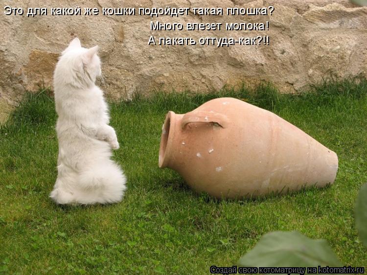 Это для какой же кошки подойдет такая плошка? Много влезет молока! А лакать оттуда-как?!!... Котоматрица: Это для какой же кошки подойдет такая плошка? Много влезет молока! А лакать оттуда-как?!!