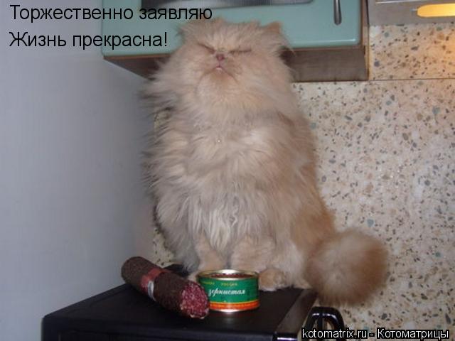 Торжественно заявляю Жизнь прекрасна!... Котоматрица: Торжественно заявляю Жизнь прекрасна!